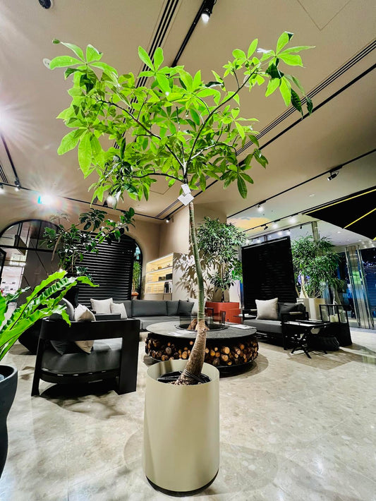 11月の植物【ressources】