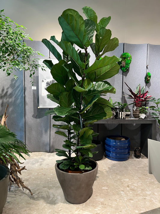 8月の植物【ressources】