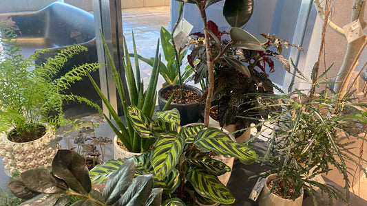 植物出張メンテナンスのご案内