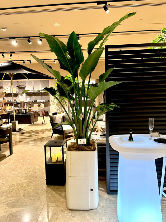 2月の植物【ressources】