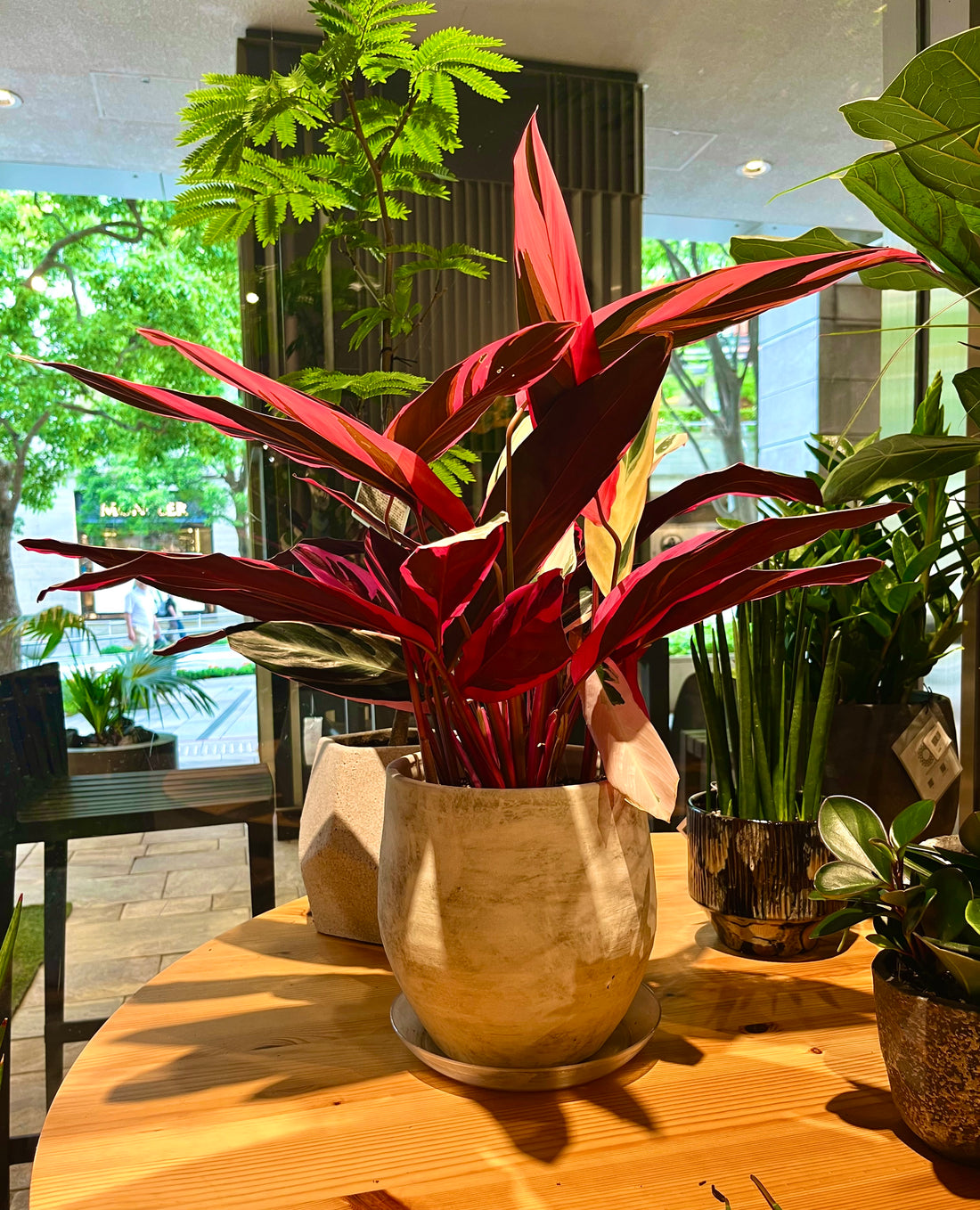 8月 植物のメンテナンスについて【ressources】