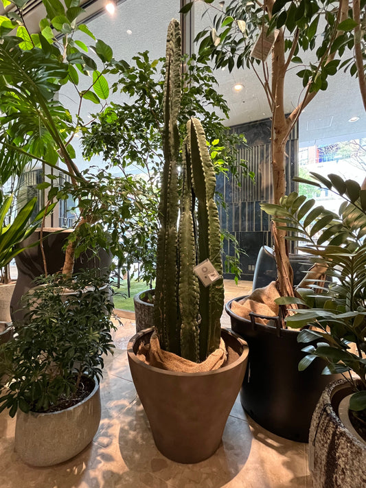 4月の植物【ressources】