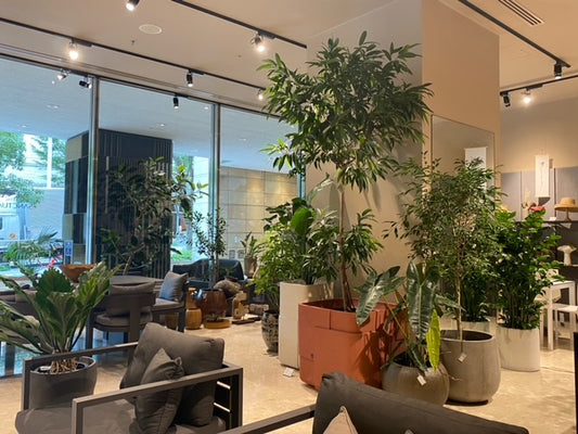 7月の植物 【ressourcerces】