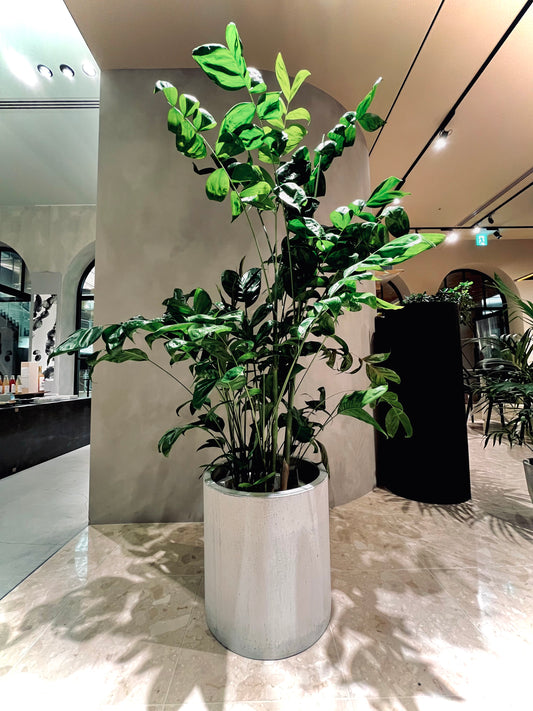 9月の植物 【ressourcerces】