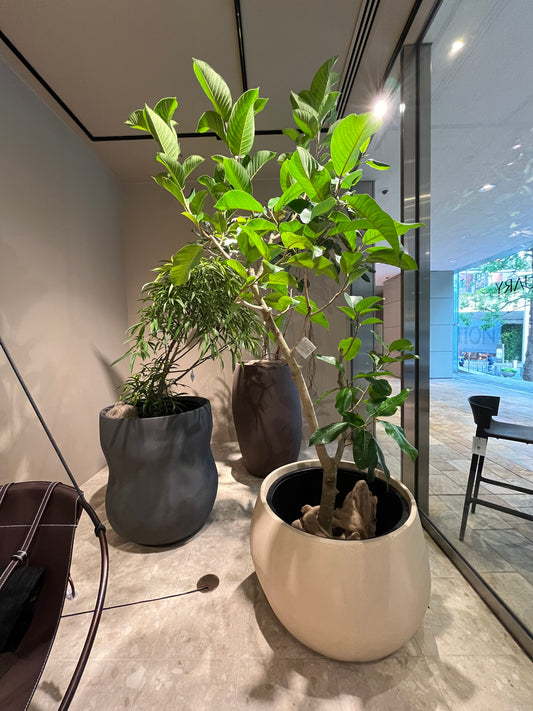 都会の小さな森づくり【ressourcerces】