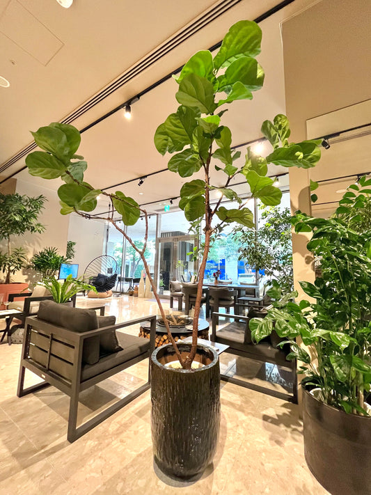 10月の植物【ressources】