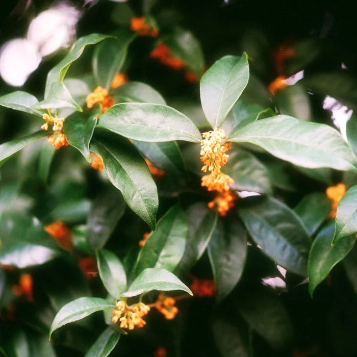 【willow】Bath Bomb Ballet(Osmanthus)