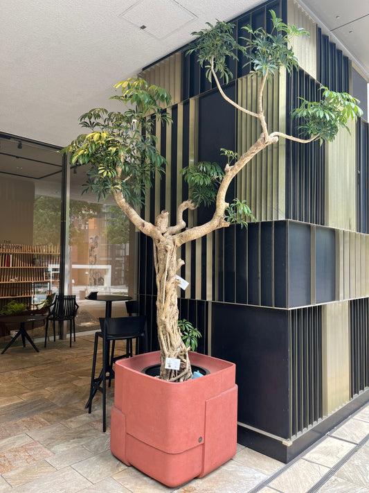 5月の植物【ressources】