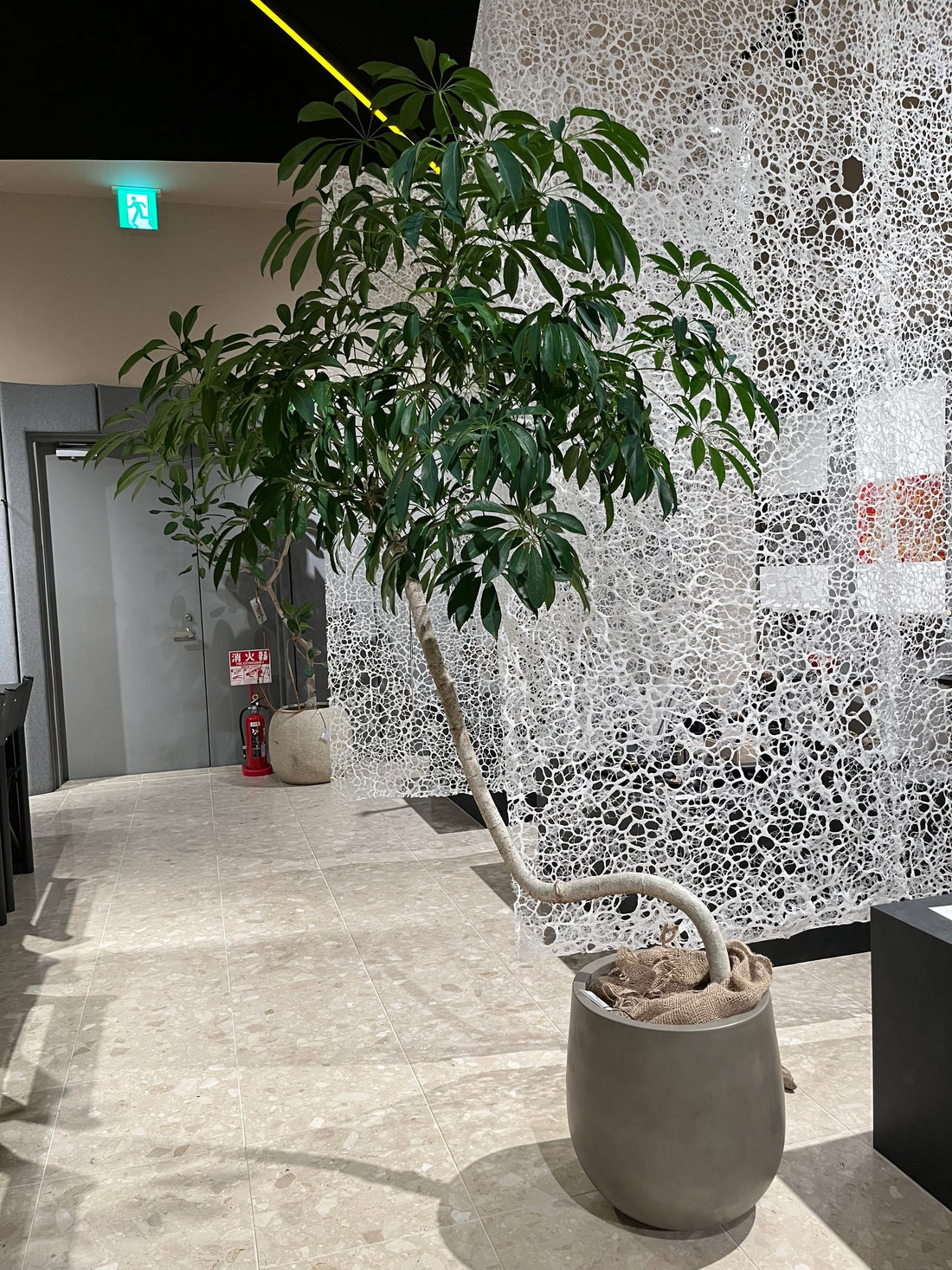7月の植物【ressources】