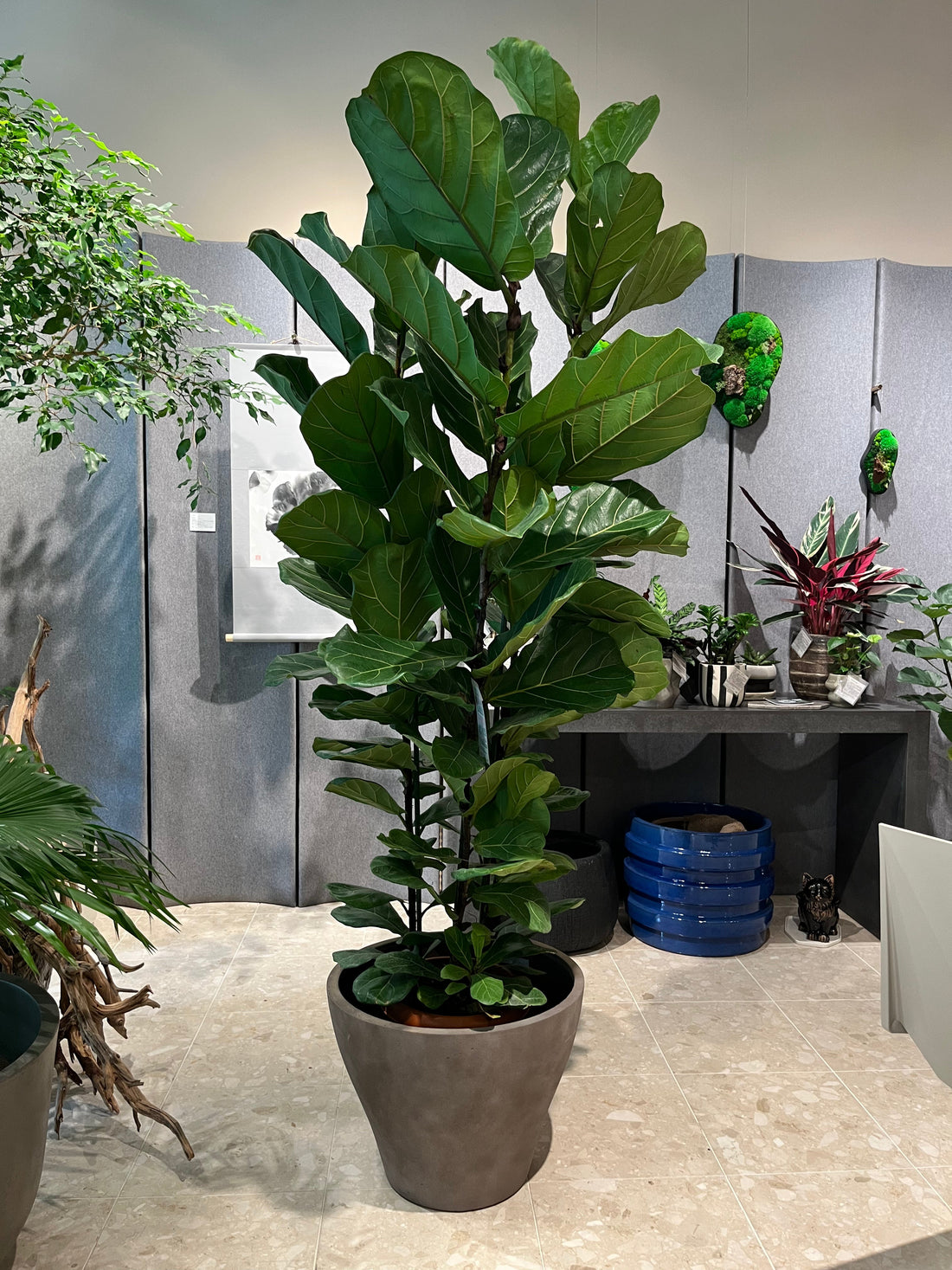 8月の植物【ressources】