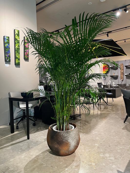 9月の植物【ressources】