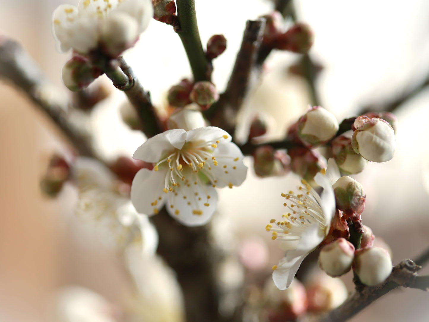 11/30（土）梅の花と香りを愉しむ…梅の情景盆栽